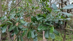 Prunus caroliniana