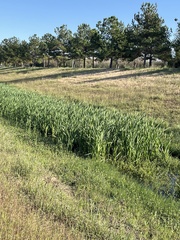Pontederia cordata