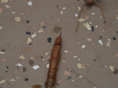 Centruroides sculpturatus