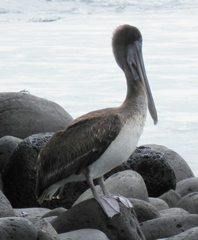 Pelecanus occidentalis urinator