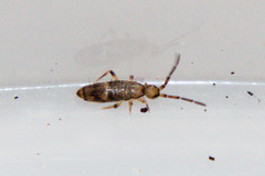 Willowsia nigromaculata