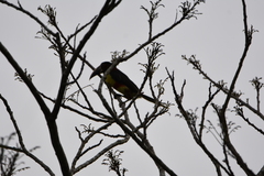 Pteroglossus castanotis