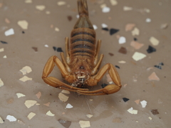 Centruroides sculpturatus