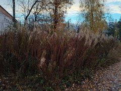 Chamaenerion angustifolium