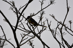 Pteroglossus castanotis