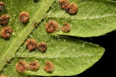 Pelazoneuron kunthii