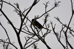 Pteroglossus castanotis