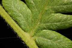 Pelazoneuron kunthii