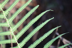 Pelazoneuron kunthii