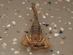 Centruroides sculpturatus