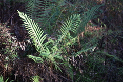 Pelazoneuron kunthii