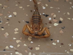 Centruroides sculpturatus