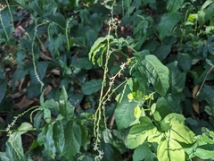 Petiveria alliacea