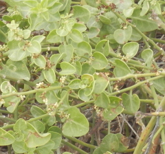 Cryptocarpus pyriformis