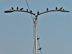 Columba livia domestica