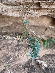 Petrophytum caespitosum