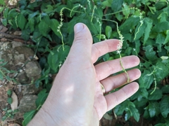 Petiveria alliacea