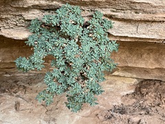 Petrophytum caespitosum