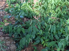 Petiveria alliacea