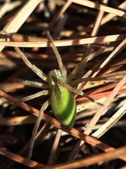 Micrommata