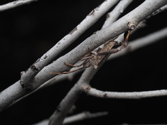 Leptoglossus brevirostris