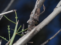 Leptoglossus brevirostris