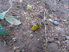 Chauliognathus missionum