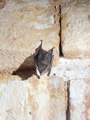 Peropteryx macrotis