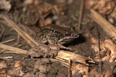 Leptodactylus mystacinus