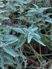 Teucrium polium