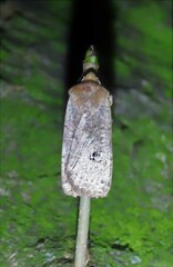 Conistra erythrocephala