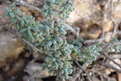 Santolina chamaecyparissus