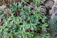 Saxifraga fragilis