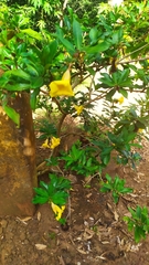 Allamanda schottii