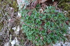 Saxifraga fragilis