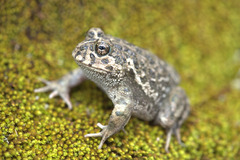 Odontophrynus