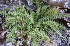 Asplenium fontanum