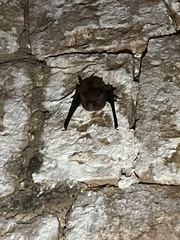 Peropteryx macrotis