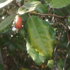 Elaeagnus pungens