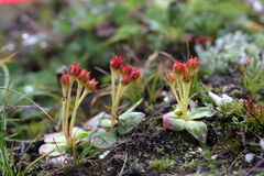 Rhodiola stapfii