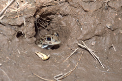 Leptodactylus bufonius