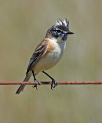 Polystictus pectoralis