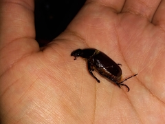 Coleoptera