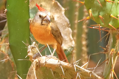 Cardinalis phoeniceus