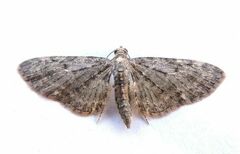 Eupithecia tripunctaria