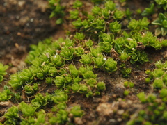 Crossidium seriatum