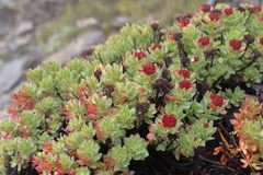 Rhodiola crenulata