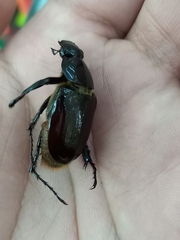 Coleoptera