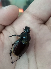 Coleoptera