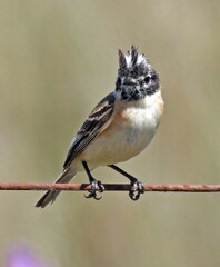 Polystictus pectoralis